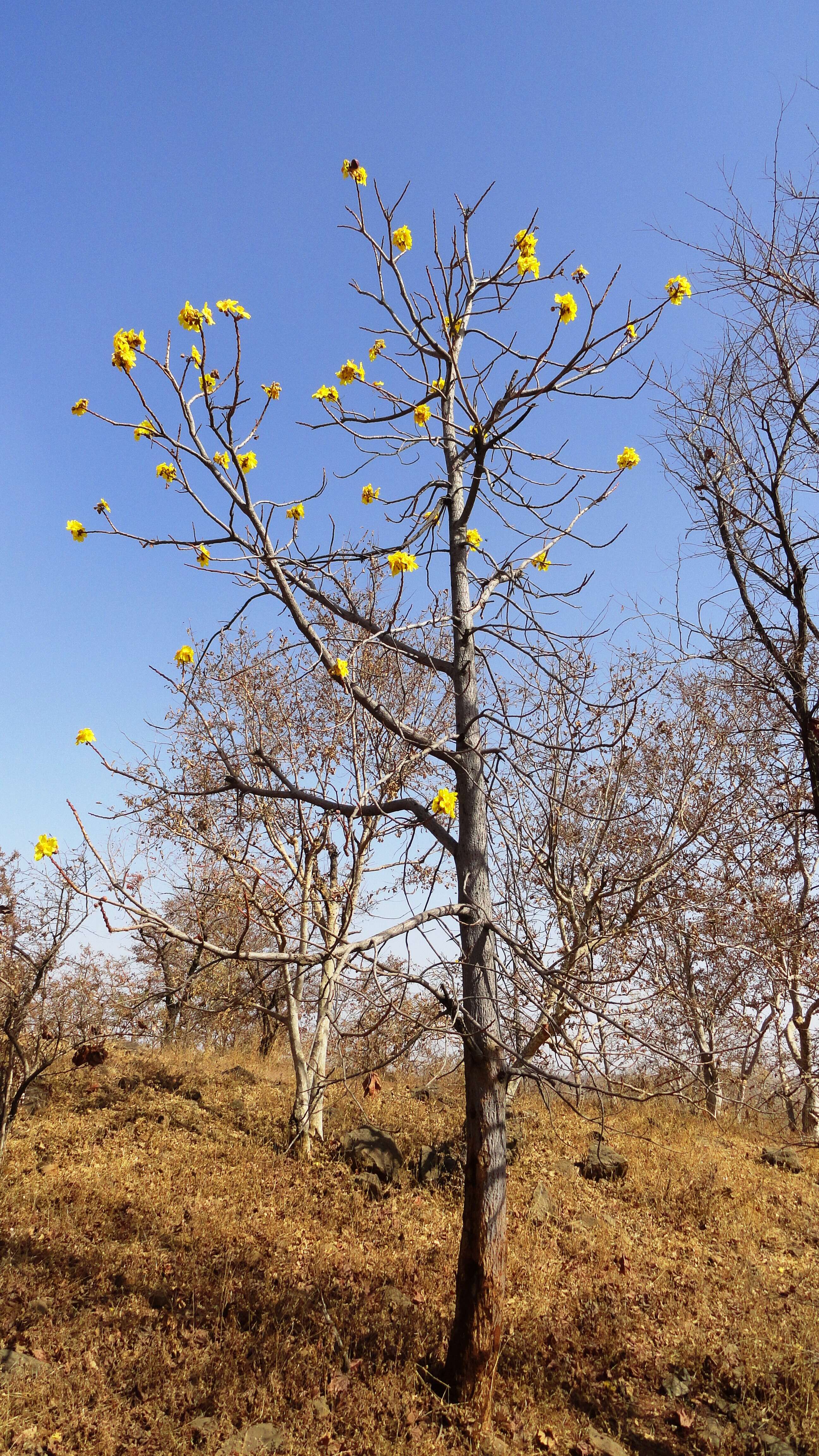 Cochlospermum religiosum (L.) Alston resmi