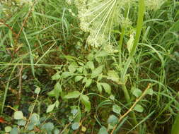 Image of Angelica saxatilis Turcz. ex Ledeb.