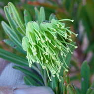 Image de Leionema viridiflorum (Paul G. Wilson) Paul G. Wilson