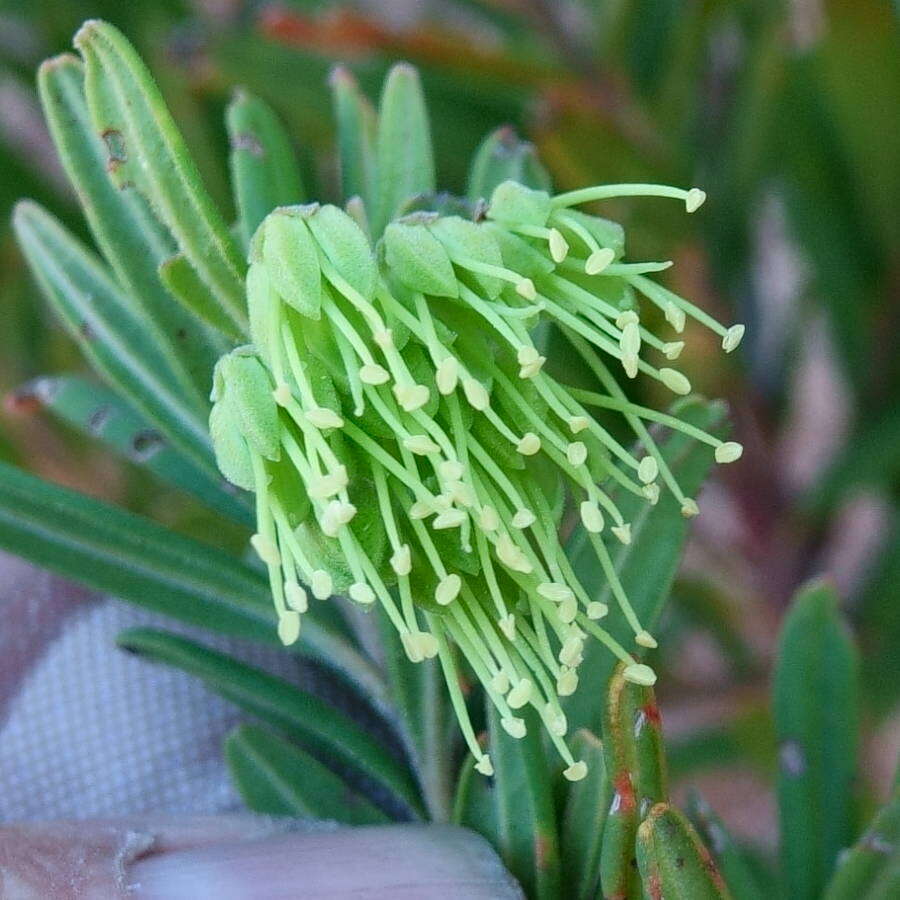 Image de Leionema viridiflorum (Paul G. Wilson) Paul G. Wilson