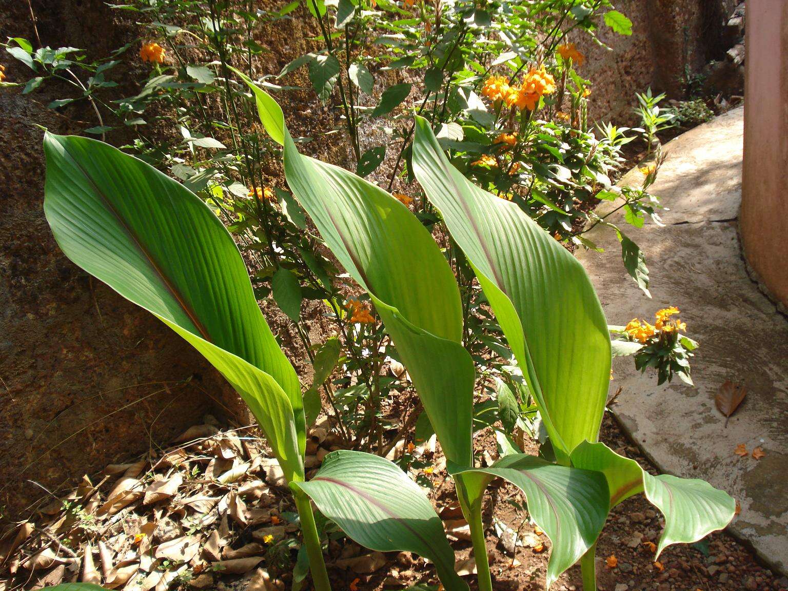 Image de Curcuma aromatica Salisb.