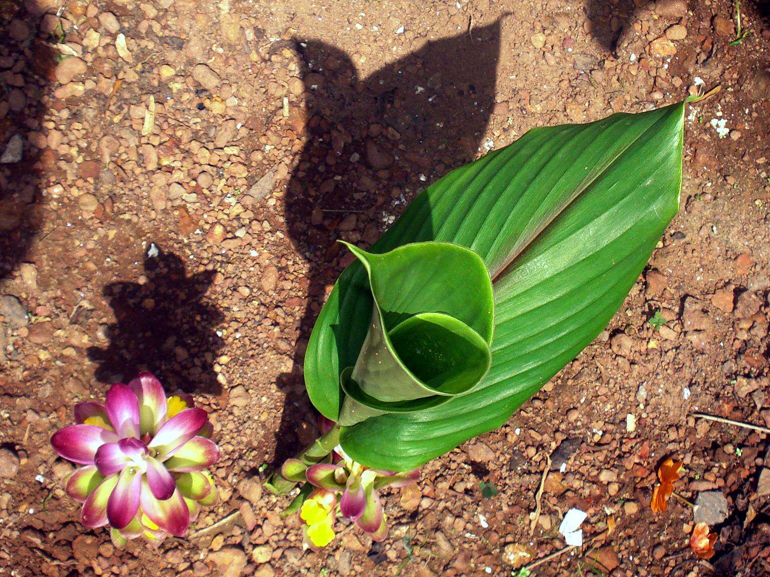 Image de Curcuma aromatica Salisb.