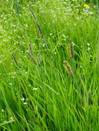 Image of marsh foxtail