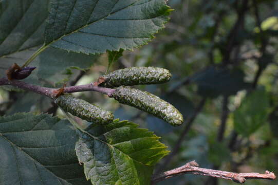 Image de Alnus alnobetula subsp. alnobetula