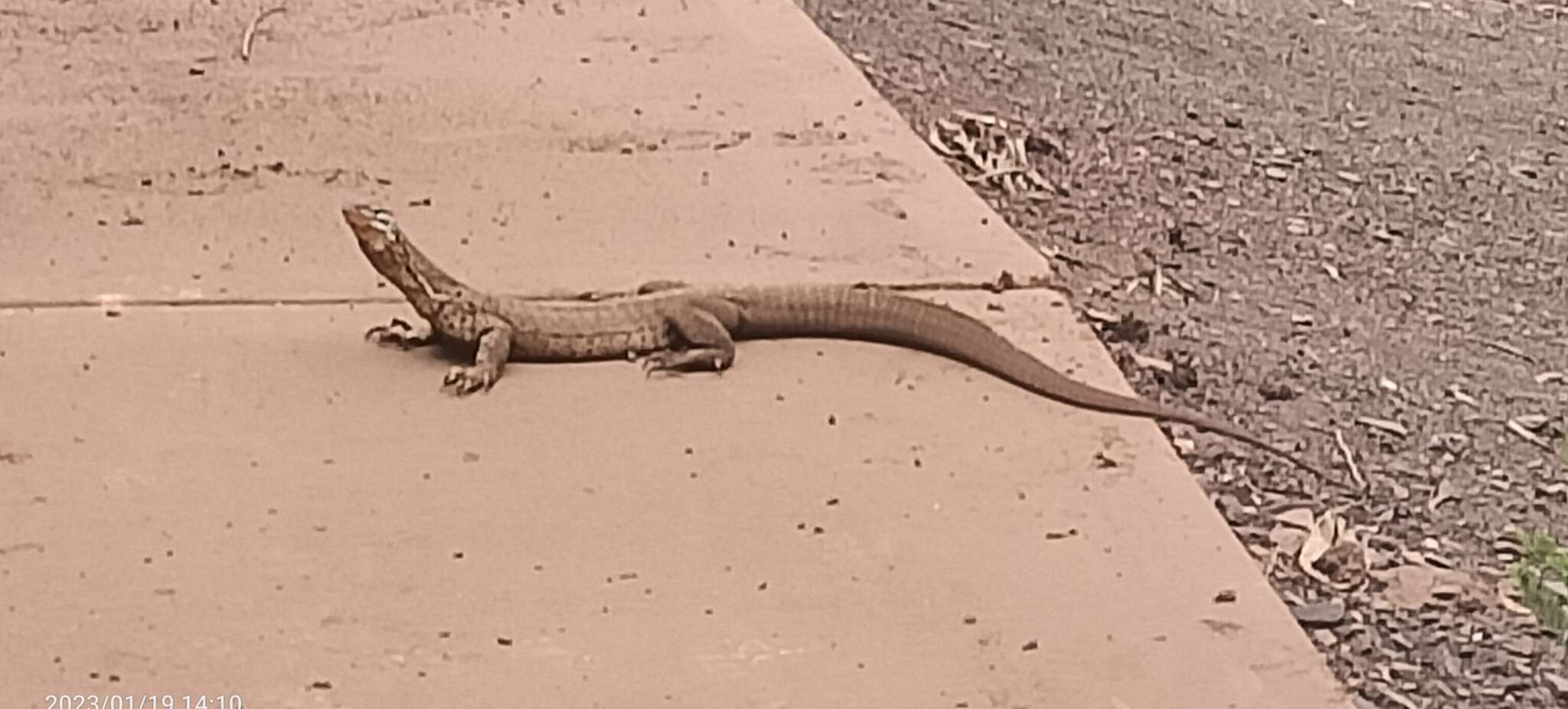 Image of Varanus panoptes rubidus Storr 1980