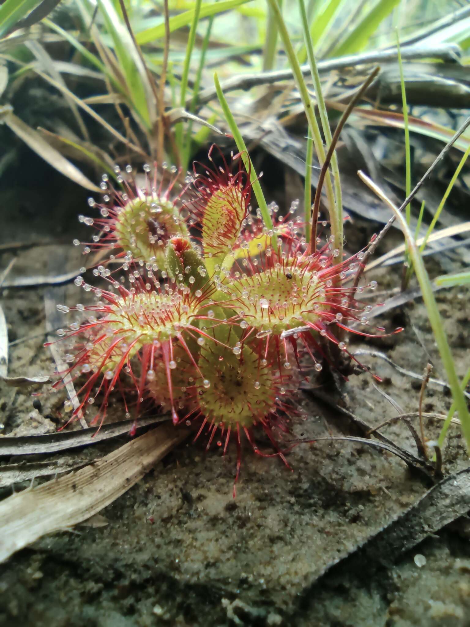 Image of Drosera sessilifolia St. Hil.