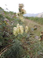 Imagem de Aconitum anthora L.