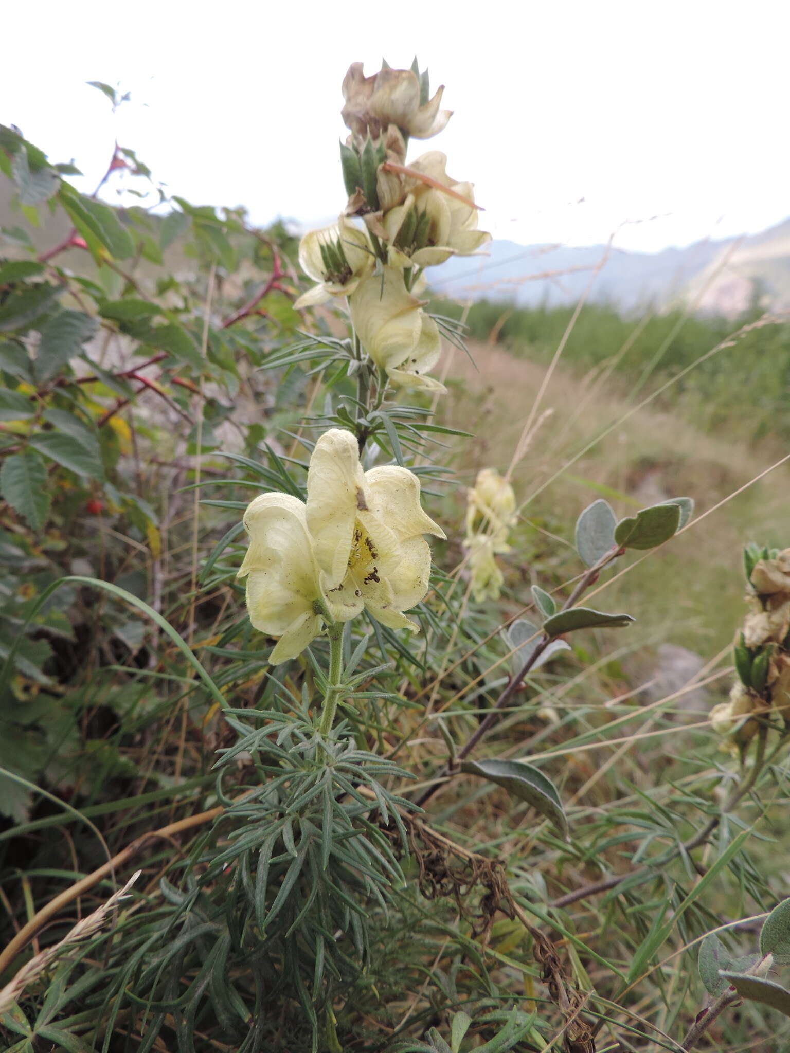 Aconitum anthora L.的圖片