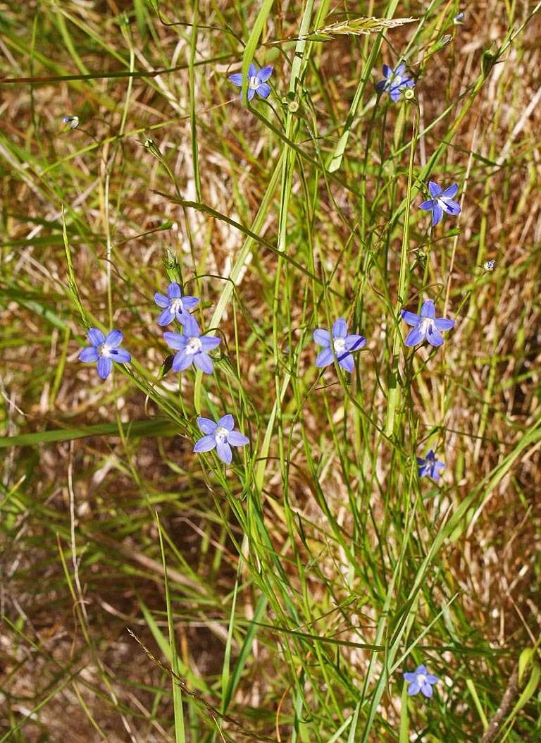 صورة Wahlenbergia violacea J. A. Petterson