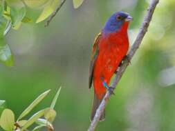 Image of Painted Bunting