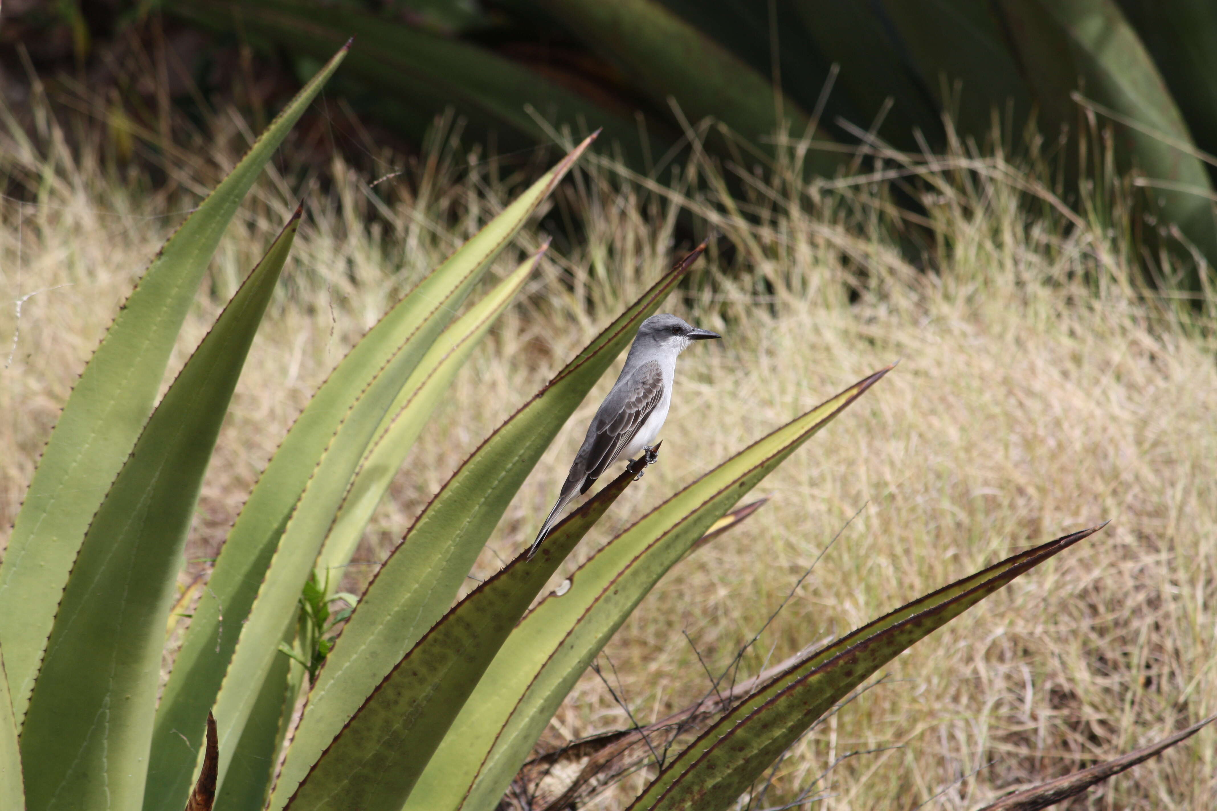 Image of Tropical Mockingbird