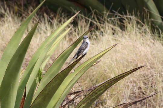 Image of Tropical Mockingbird