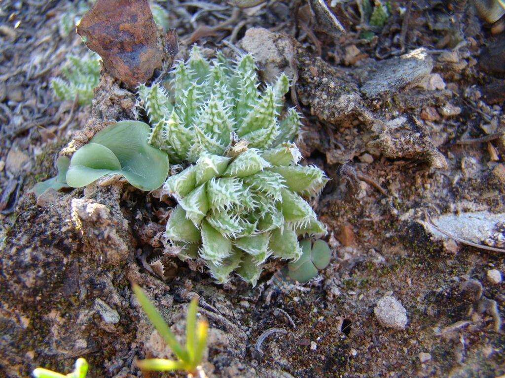 Image of Haworthia herbacea var. herbacea