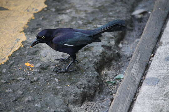 Image of Carib Grackle