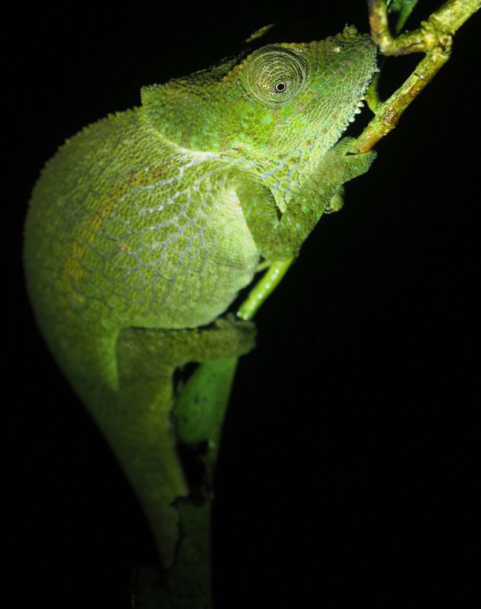 Image of Peltier’s Chameleon