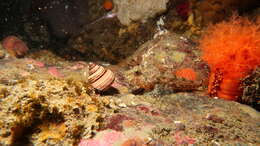 Image of Plumose sculpin