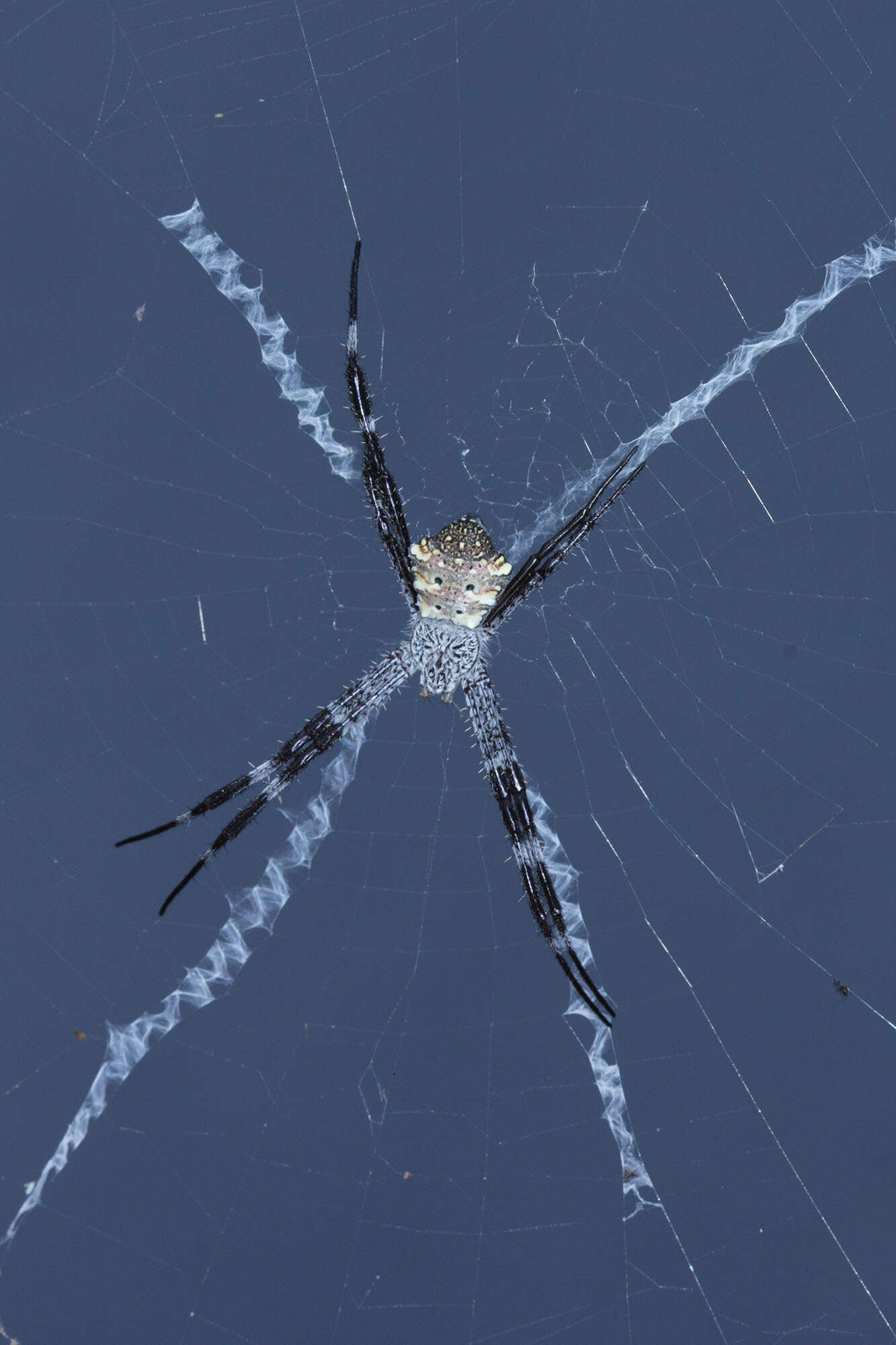 Image of Argiope modesta Thorell 1881