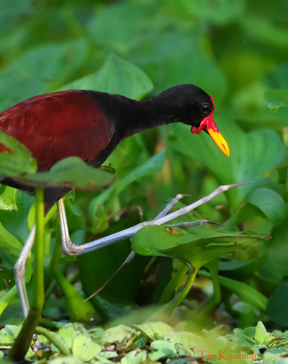 Image of Wattled Jacana