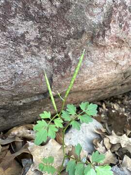 Imagem de Cardamine macrocarpa Brandegee