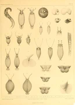 Image of Cranchia Leach 1817