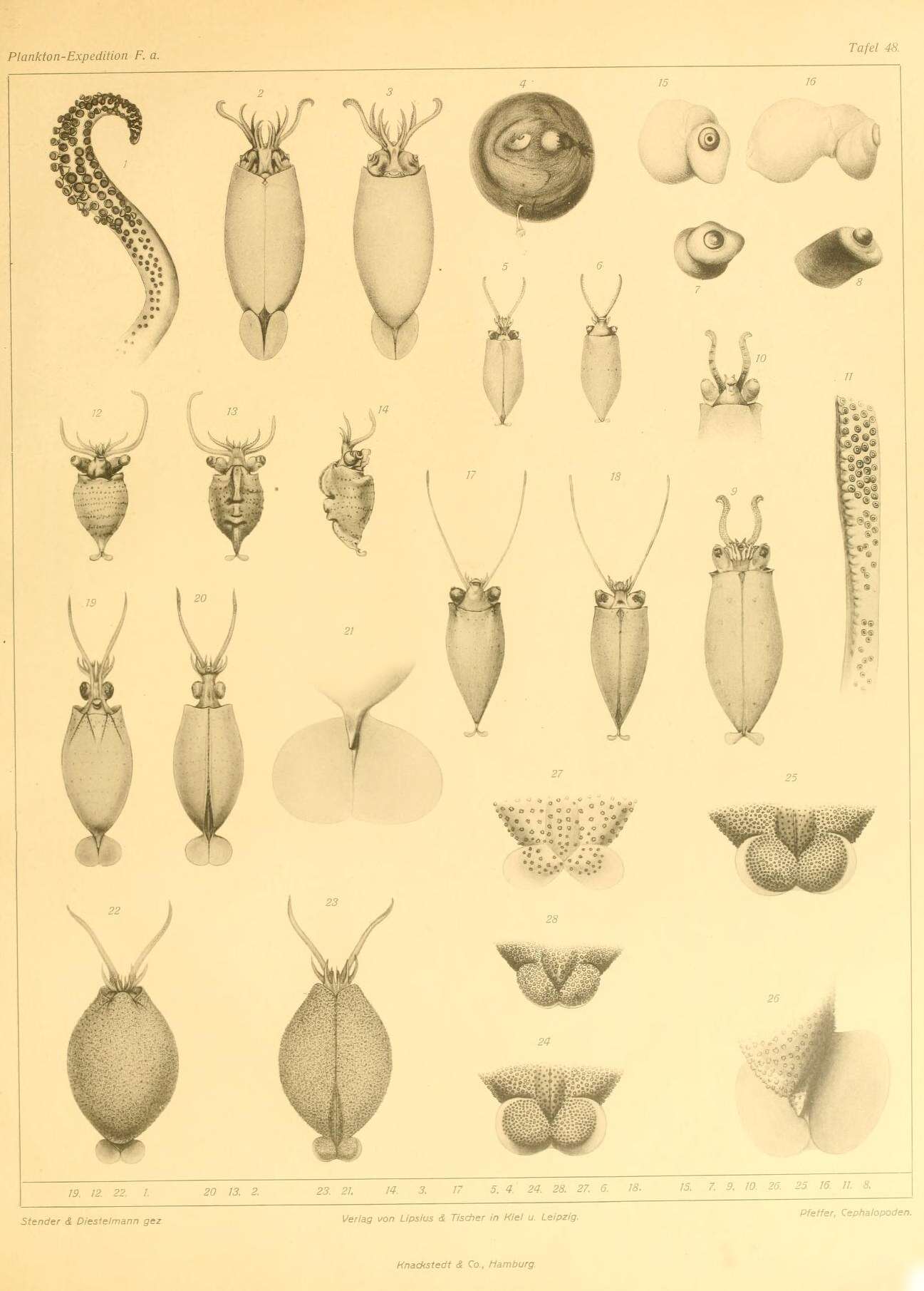 صورة Cranchia Leach 1817