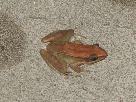 Image of Guenther's Amoy Frog