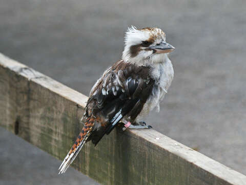 Image of Kookaburra