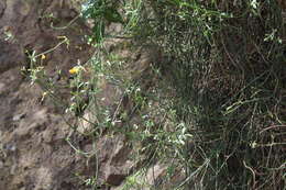 صورة Coronilla juncea subsp. juncea