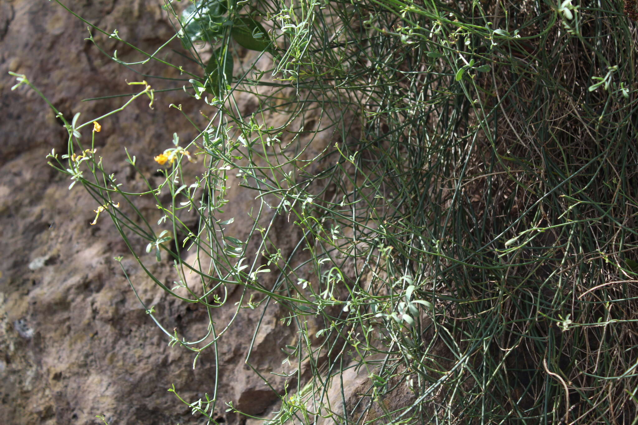 Image of Coronilla juncea subsp. juncea
