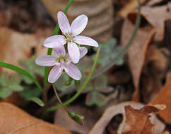 Image of Virginia springbeauty