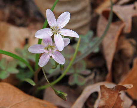 Image of Virginia springbeauty