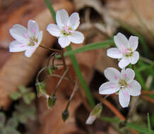 Image of Virginia springbeauty