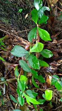 صورة Ardisia chinensis Benth.