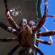 Image of Araneus saevus (L. Koch 1872)