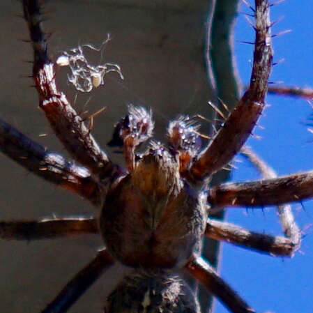 Image of Araneus saevus (L. Koch 1872)