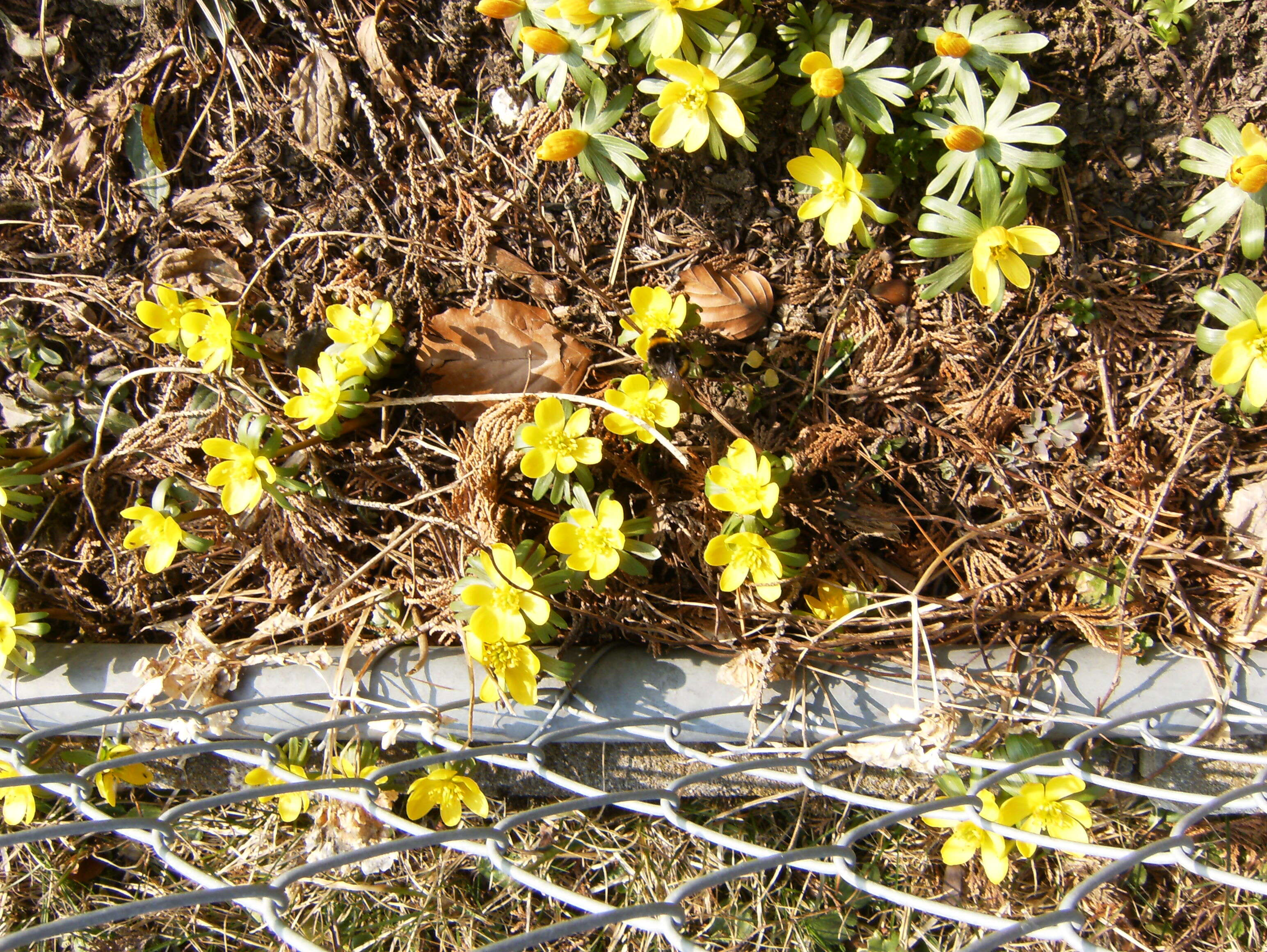 Image of eranthis