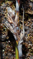 Image of Lepidosperma australe (A. Rich.) Hook. fil.