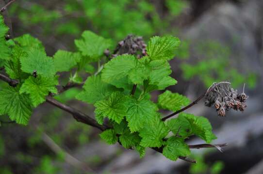 Слика од Physocarpus capitatus (Pursh) Kuntze