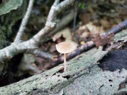 Imagem de Psathyrella psammophila A. H. Sm. 1972