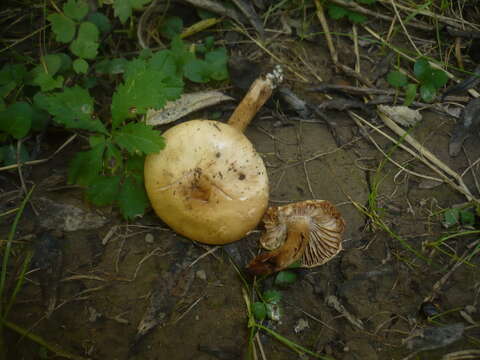 Plancia ëd Hebeloma pallidoluctuosum Gröger & Zschiesch. 1984