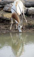 Image of Scimitar-horned Oryx