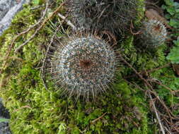 Imagem de Mammillaria flavicentra Backeb. ex Mottram