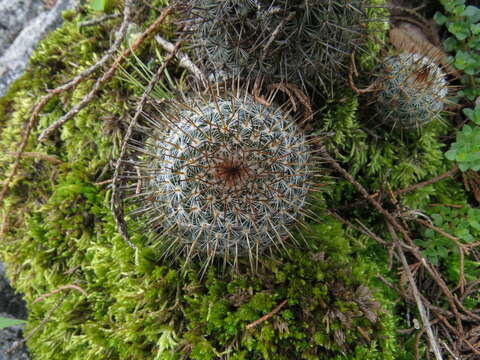 Image of Mammillaria flavicentra Backeb. ex Mottram