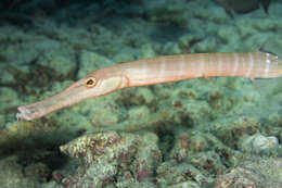 Image of trumpetfishes