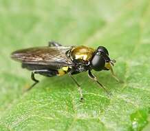 Image of Chalcosyrphus victoriensis (Ferguson 1926)