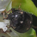 Image of Fur beetle