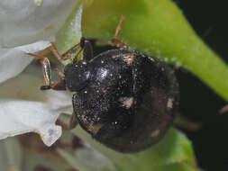 Image of Fur beetle