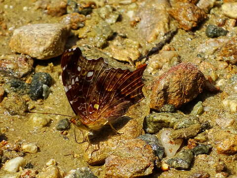 Слика од Hypanartia trimaculata