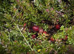 Image of Vaccinium subgen. Oxycoccus