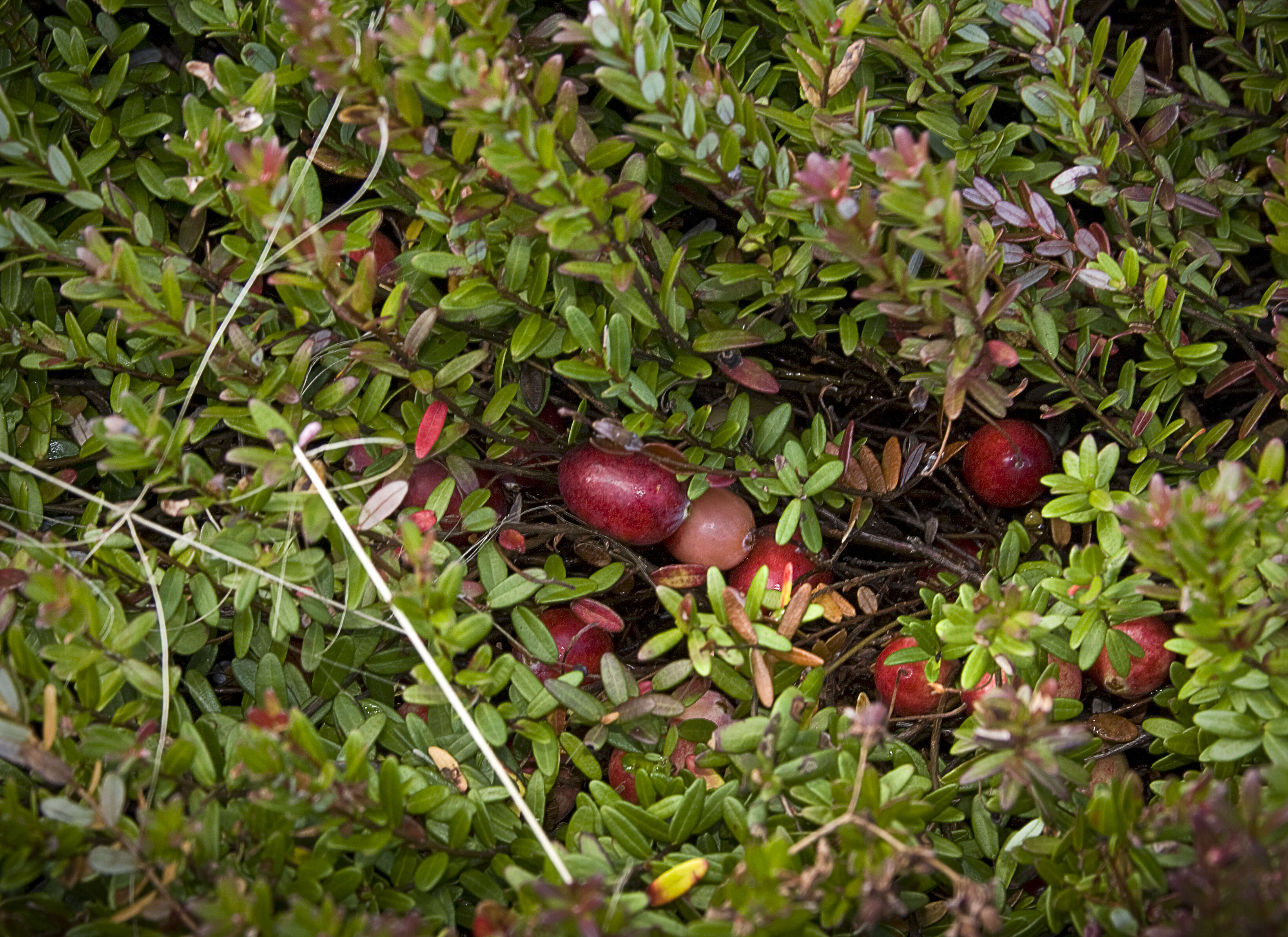 Image of Vaccinium subgen. Oxycoccus